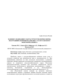 Наноисследования ультраструктуры почек норок, получавших кормовую добавку Татарстанского монтмориллонита