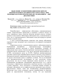 Выделение и идентификация возбудителя некробактериоза крупного рогатого скота при помощи бактериологических исследований и – ПЦР диагностики