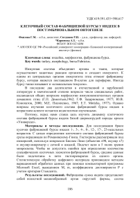 Клеточный состав фабрициевой бурсы индеек в постэмбриональном онтогенезе