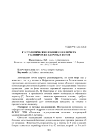 Гистологические изменения в почках у клинически здоровых котов