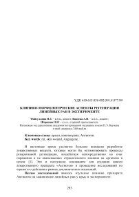 Клинико-морфологические аспекты регенерации линейных ран в эксперименте