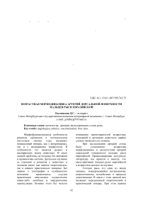 Возрастная морфодинамика артерий дорсальной поверхности пальцев рыси евразийской