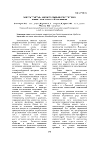 Микроструктура мясного сырья подвергнутого биотехнологической обработке