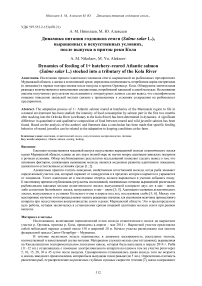 Динамика питания годовиков семги (Salmo salar L.), выращенных в искусственных условиях, после выпуска в приток реки Кола