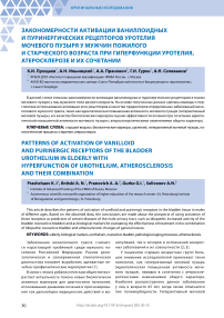 Закономерности активации ваниллоидных и пуринергических рецепторов уротелия мочевого пузыря у мужчин пожилого и старческого возраста при гиперфункции уротелия, атеросклерозе и их сочетании
