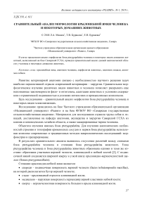 Сравнительный анализ морфологии крылонебной ямки человека и некоторых домашних животных