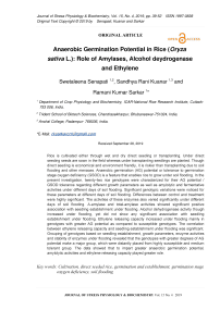 Anaerobic germination potential in rice (Oryza sativa L.): role of amylases, alcohol deydrogenase and ethylene