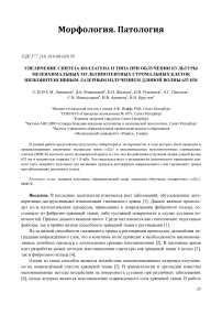 Увеличение синтеза коллагена II типа при облучении культуры мезенхимальных мультипотентных стромальных клеток низкоинтенсивным лазерным излучением длиной волны 633 нм