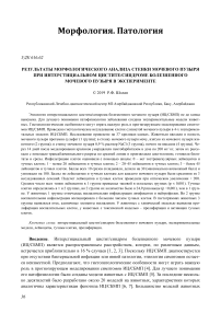 Результаты морфологического анализа стенки мочевого пузыря при интерстициальном цистите/синдроме болезненного мочевого пузыря в эксперименте