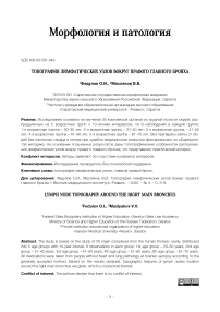 Топография лимфатических узлов вокруг правого главного бронха