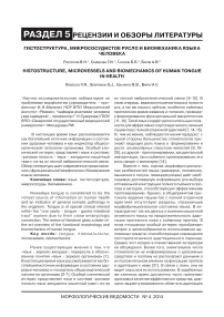 Гистоструктура, микрососудистое русло и биомеханика языка человека