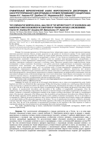 Сравнительный морфологический анализ нефротоксичности доксорубицина и наноструктурированного доксорубицина в условиях перевиваемого канцерогенеза