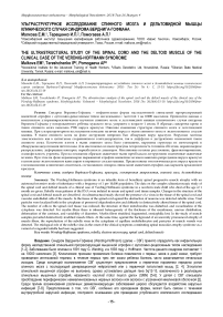 Ультраструктурное исследование спинного мозга и дельтовидной мышцы клинического случая синдрома Верднига-Гофмана