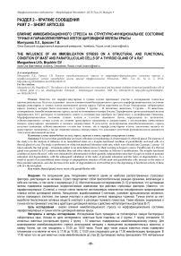 Влияние иммобилизационного стресса на структурно-функциональное состояние тучных и парафолликулярных клеток щитовидной железы крысы