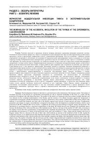 Морфология акцидентальной инволюции тимуса в экспериментальном канцерогенезе