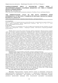 Сперматогенный цикл у потомства самок крыс с экспериментальным сахарным диабетом 1-го типа в ранний неонатальный период