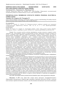 Нейронально-глиальные мембранные контакты при пессимальной электростимуляции