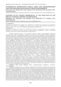 Особенности морфологии тимуса крыс при индуцировании рака молочной железы N-метил-N-нитрозомочевиной