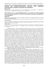 Результаты патоморфологического анализа стенки мочевого пузыря при интерстициальном цистите или синдроме болезненного мочевого пузыря в эксперименте