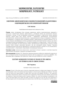 Электронно-микроскопические особенности изменений в надпочечниках и щитовидной железе при хронической гипоксии