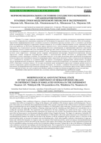 Морфофункциональное состояние сосудистого компонента органов кроветворения в разные сроки моделируемой гипоксии в эксперименте