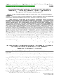 Влияние экспериментального изменения внутрибрюшного давления на ультраструктуру musculus levator ani крысы