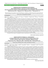 Иммуногистохимическая оценка пролиферации и апоптоза кератиноцитов после однократного фракционного ионизирующего облучения