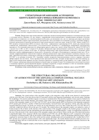 Структурная организация астроцитов центрального ядра миндалевидного комплекса крыс линии DAT-HET