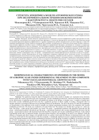 Исследование структурных компонентов желудочков головного мозга овариэктомированных крыс после введения прогестерона