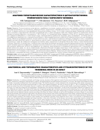 Анатомо-топографические характеристики и цитоархитектоника тройничного узла у взрослого человека