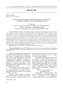 Малочисленные виды жуков жужелицы (Coleoptera: Carabidae) Еврейской автономной области