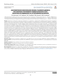 Анатомическое обоснование объема тканевого дефекта при биопсии сторожевого лимфатического узла: пилотное исследование на аутопсийном материале