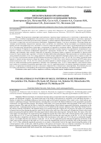 Билатеральная организация отверстий наружного основания черепа