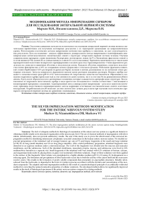 Модификация метода импрегнации серебром для исследования энтеральной нервной системы