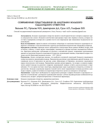 Современные представления об анатомии большого седалищного отверстия