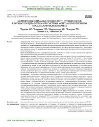 Морфофункциональные особенности тучных клеток в органах пищеварительной системы монгольских песчанок после космического полёта