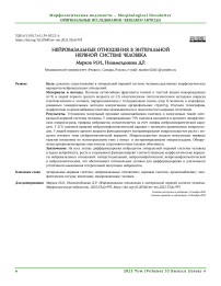 Нейровазальные отношения в энтеральной нервной системе человека