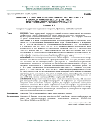 Динамика и зональное распределение CD68⁺ макрофагов в паховом лимфатическом узле крысы при посттравматической регенерации