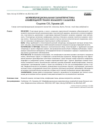 Морфофункциональная характеристика лимфоидной ткани большого сальника
