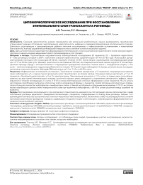 Цитоморфологическое исследование при восстановлении эпителиального слоя трансплантата роговицы
