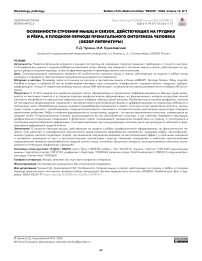 Особенности строения мышц и связок, действующих на грудину и рёбра, в плодном периоде пренатального онтогенеза человека (обзор литературы)