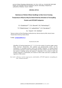 Устойчивость проростков озимой пшеницы к кратковременному действию отрицательной температуры может быть обусловлена активацией разобщающих белков и АТФ/АДФ антипортера