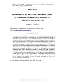 Effect of spermine and spermidine on wheat plants irrigated with waste water: conductive canals of flag leaf and peduncle in relation to grain yield