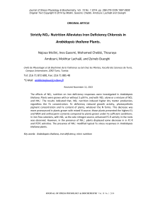 Strictly NO 3nutrition alleviates iron deficiency chlorosis in Arabidopsis thaliana plants