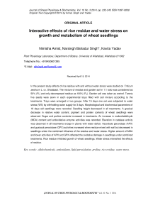 Interactive effects of rice residue and water stress on growth and metabolism of wheat seedlings