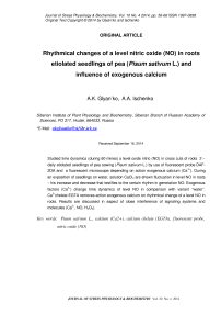 Rhythmical changes of a level nitric oxide (NO) in roots etiolated seedlings of pea ( Pisum sativum L.) and influence of exogenous calcium