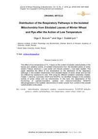 Distribution of the respiratory pathways in the isolated mitochondria from etiolated leaves of winter wheat and rye after the action of low temperature