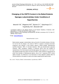 Изменение содержания HSP70 в байкальских эндемических губках Lubomirskiidae в условиях гипертермии