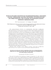 Трансплантация генетически модифицированных стволовых клеток, повышенно экспрессирующих терапевтические ростовые факторы, при лечении экспериментального инфаркта миокарда крыс