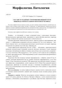 Сосудисто-тканевые соотношения нижней трети пищевода в пренатальном онтогенезе человека